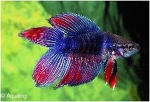 BETTA DOUBLE TAIL - KEMPVIS