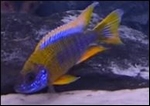 AULONOCARA BLEU NEON HAI REEF