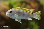 LABIDOCHROMIS SP PERLMUTT