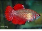 BETTA FEMALE CROWNTAIL- KEMPVIS VROUW DIV KLEUREN