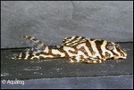 L-236 HYPANCISTRUS SPECIE - ZEBRA PLECO WHITE