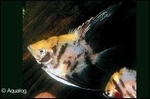 PTEROPHYLLUM SCALARE  - MAANVIS KOI / RED BARRET XL