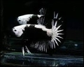 BETTA HMPK (BLACK) SAMURAI  - KEMPVIS