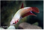 BETTA FEMALE - KEMPVIS VROUW