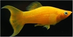 POECILLA SPHENOPS GOLD - GELE MOLLY