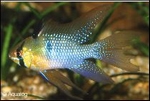 MIKROGEOPHAGUS RAMIREZI LONGFIN - ANTENNEBAARS