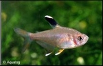 HYPHESSOBRYCON BENTOSI