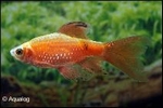 PUNTIUS CONCHONIUS SUPER RED LONGVIN - PRACHTBARBEEL SLUIER