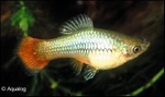 XIPHOPHORUS MACULATUS - PLATY PAPEGAAI