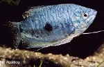 TRICHOGASTER TRICHOPTERUS SUMATRA  - GOERAMIE BLAUW SUMATRA