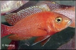 AULONOCARA STRAWBERRY