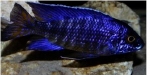 OTOPHARYNX X AULONOCARA CHILUMBA