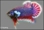 BETTA SPLENDENS HELLBOY - KEMPVIS MAN