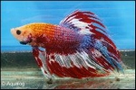 BETTA SPLENDENS THAI FLAG - KEMPVIS MAN