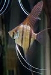 PTEROPHYLLUM PERU ALTUM  - MAANVIS