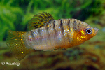 LIMIA NIGROFASCIATA