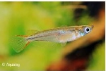 ORYZIAS LATIPES METALIC - MEDAKA JAPANS RIJSTVISJE