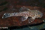 ANCISTRUS SO. RIO PARAQUAY