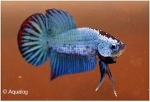 BETTA PLAKAT DRAGON XL - KEMPVIS  DIV KLEUREN