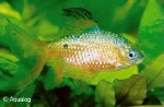 PUNTIUS CONCHONIUS - PRACHTBARBEEL