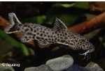 SYNODONTIS  POLLI - MICROSYNODONTIS SP POLLI