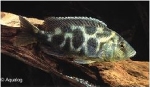 NIMBOCHROMIS LIVINGSTONI