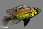 CICHLIDE - ASTATILAPIA  LATIFASCIATUS
