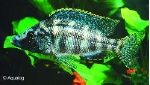 PLACIDOCHROMIS JALO REEF
