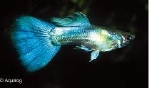 POECILIA RETICULATA MALE - GUPPY SKY BLEU
