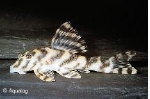 L-103 PECKOLTIA SP