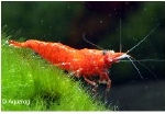 DWERGGARNAAL MIX - CARIDINA MIX  per 5 stuks
