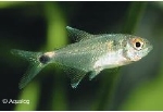 HEMIGRAMMUS OCELLIFER - LICHTOOGJE
