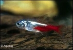 PARACHEIRODON INNESI - NEONTETRA DIAMANT LARGE