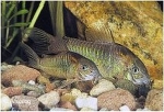CORYDORAS AENEUS RIO APURE LARGE