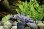 SYNODONTIS NJASAE SILVER - MALAWI SGUEAKER