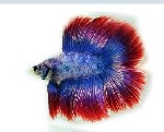 BETTA SPLENDERS THAI FLAG XL