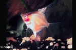 PTEROPHYLLUM SCALARE KOI FULL ORANGE - MAANVIS