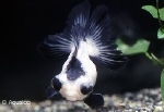 PANDA SLUIERSTAART  ZWART-WIT
