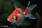 SLUIERSTAART RYUKIN ROOD WIT