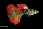 POECILLIA RETICULATA - GUP MAN COBRA ROOD