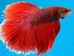 BETTA HALFMOON - KEMPVIS DIV KLEUREN