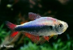 HYPHESSOBRYCON WADAI - LUIS WADA TETRA