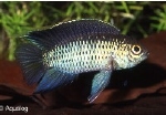 NANNACARA ANOMALA BLEU NEON - DAMBORD DWEGCICHLIDE