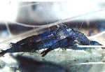 GARNAAL - NEOCARDINA DENTICULATA BLEU