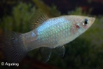 XIPHOPHORUS MACULATUS NEON BLAUW TUXEDO - PLATY NEON BLAUW
