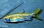 HEMIGRAMMOPETERSUS INTERMEDICUS