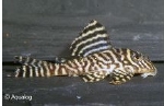 L-66 KING TIGER PLECO