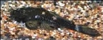 L-34 ANCISTRUS RANUNCLUS