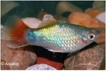 XIPHOPHORUS MACULATUS - PLATY BLEU KORAAL