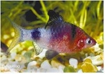 PUNTIUS NIGROFASCIATUS - PURPERKOPBARBEEL